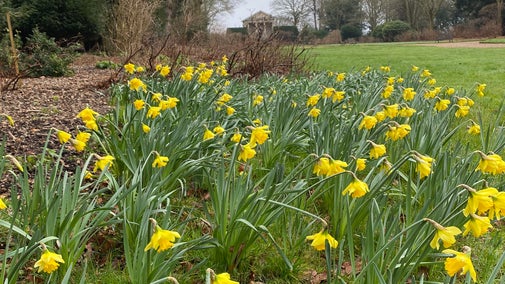 Early Sensation Daffodils line Temple Walk in the Garden at Blickling Estate, Norfolk